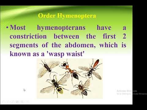 Classification Of Insect Order Hymenoptera | Forest Education