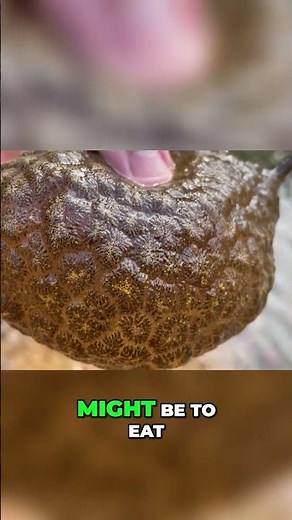 Alien Eggs?!....Strange Creatures of Nature #nature #wildlife #explore #outdoors #invertebrate #zoo