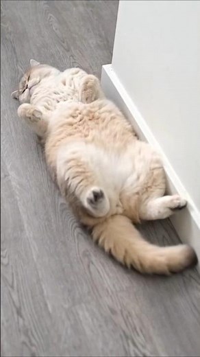 Top 5 Funniest Cat Sleeping Positions 😹