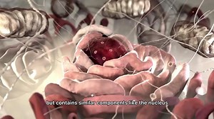 microRNA怎么形成并调控基因表达？