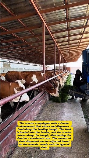 Automated Cattle Feeding with Tractor: Modern Dairy Farm Technology