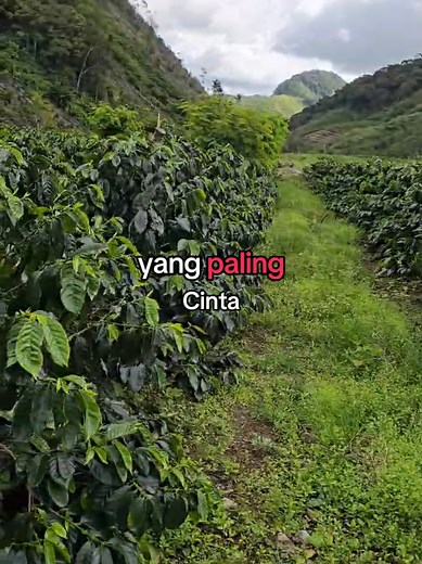 Asa Coffee Gayo on TikTok