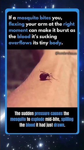 Flexing can explode a mosquito