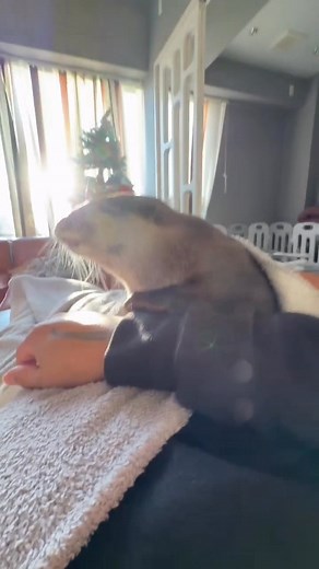 Otter request daddy to pat her🥰🦦 | Otter Melonpan