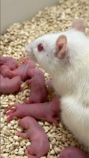 The sweetest dozen! 🐹White rat babies | Pet rat | Cute animals | PILLAR