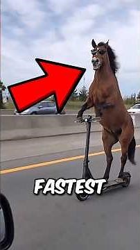 5 FASTEST Animals on Earth That Defy Belief! #FastestAnimals #AnimalFacts #WildlifeFacts