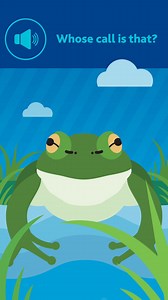 10 comments | Let’s play: Whose frog call is that?  Listen closely to this frog call and tell us which species you think it is! A) Pobblebonk Frog B) Southern Bell Frog C) Growling Grass Frog Drop your guess in the comments!  We’ll reveal the answer in the comments soon! | Melbourne Water | Facebook