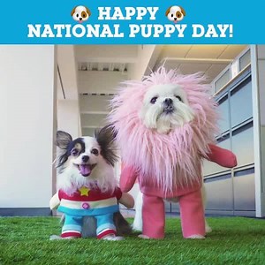 Happy National Puppy Day from Steven and Lion 🦁💗🐶 Want to make these costumes for your pupper? Check out the tutorial here http://cartn.co/SUDogCostumes | Steven Universe