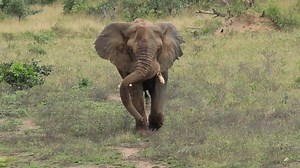 71K views · 4.5K reactions | Watch a huge Elephant marching through the bush at Kruger National Park, South Africa. #nature #wildlife #wildlifephotography #animals #krugernationalpark | Wildest Kruger Sightings | Facebook