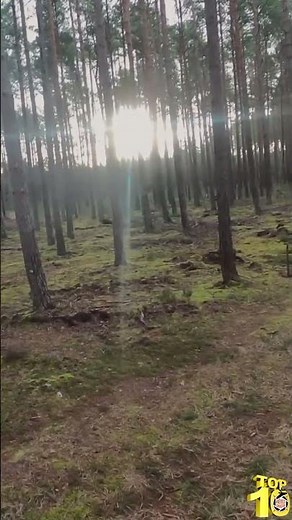 Triplé de sangliers en battue par Chasse Sologne - Boar Shot #top10 #hunting