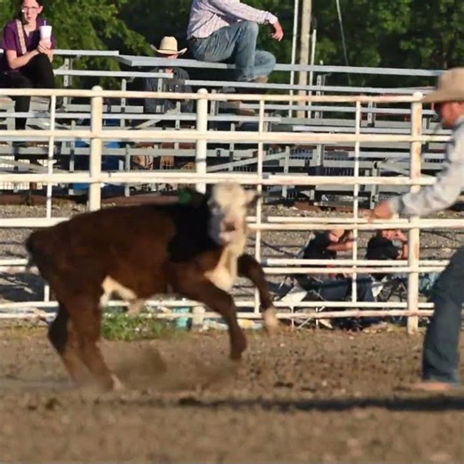 calf roping and tying rodeo cowboy #shorts