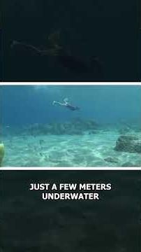 Fluid Mechanics and the Ram Effect on Submerged Hulls