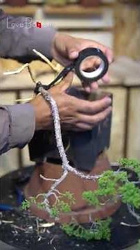Instructions on how to shape a bonsai tree. Volume 28 #bonsaimaking #lovebonsai #bonsai