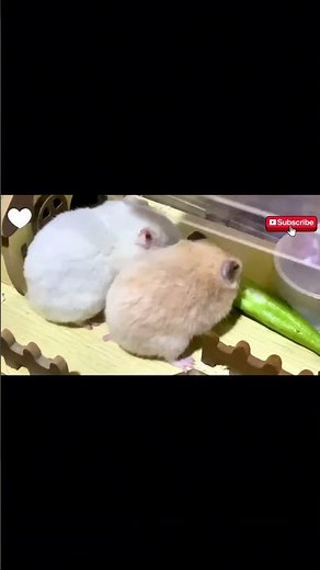 Funny Hamsters Videos Funny and Cute Moment of the Animals #2
