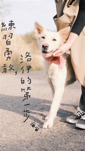 ODDDOG on Instagram: "- #進收容所的第五天 #幫洛伊做了一支短影片 因為覺得每次影片都放在限動24小時就不見了有點可惜，所以決定幫洛伊發一支短影片。 也讓大家看看我們是怎麼進去籠子裡帶狗狗出來的（雖然只有一小段），但差不多都是這樣，遇到比較害羞、怕人的狗狗，我們都需要花上一些時間，跟他們在裡面培養感情、慢慢的騙他們出來、或是嘗試看看直接抱出來…（（只能說志工們都是勇者呀！XD）） / 從籠子裡走出來，對浪浪來說需要多大的勇氣呢？對被抓進去的他們來說，籠子變成了唯一覺得安全地地方。 謝謝洛伊願意勇敢的踏出這一步、選擇信任我們，才有機會讓這麼多人看見她！ 他們從來沒有過一個溫暖的家，但他們會努力的融入這個人類的世界。 有人願意給他們一個回家的機會嗎？ #洛伊的第一步 #收容所的寶藏小狗 #詳細的文字介紹在上一篇貼文"