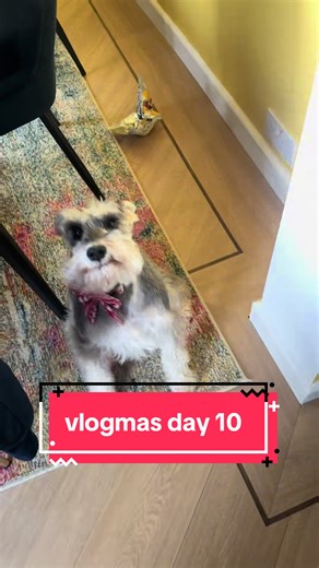 vlogmas day 10 #mands #wicked #schnauzer