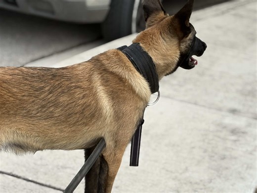 Understanding Belgian Malinois Behavior and Care