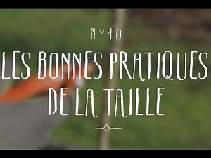 Les bonnes pratiques de la taille