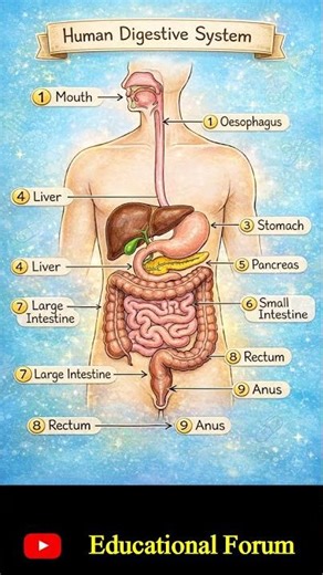 Human Digestive System | Educational Forum