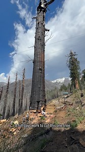 1.1M views · 12K reactions | A full days work by diesel_dino559 to cut down a single giant sequoia tree. This tree was damaged by a forest fire. #conservation #forestpreserve #tree | TOOLS by Design | Facebook