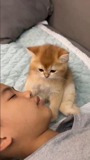 The kitten is guarding me when I fall asleep! So cute and funny.(Click to watch the full version)