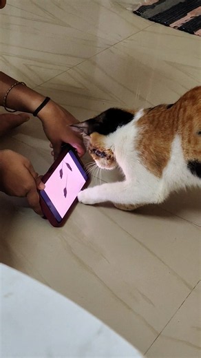 Kismish thinks rats are behind my phone 😂🐀 //Kaju & Kismish //#youtubeshorts #viral #funny #cat