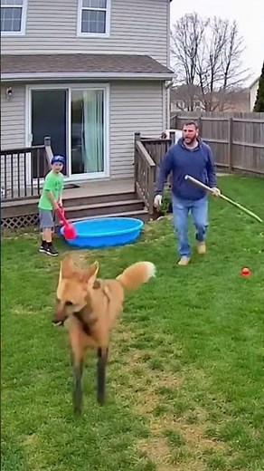 Maned Wolf Charges at Child Backyard Close Call!