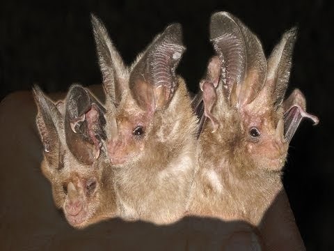 California Leaf-nosed Bat Monitoring