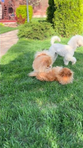 Fluffy Battle on the Lawn 🐶💨 Pomeranians vs. The Calm Poodle