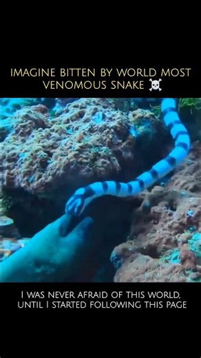 WildBlue_Planet on Instagram: "A coral snake is a type of venomous snake known for its bright, ringed pattern. It belongs to the family Elapidae, which includes cobras and mambas. ​Key Facts ​Appearance: They are known for their distinct pattern of red, black, and yellow or white bands. ​Venom: Their venom is a potent neurotoxin that can cause paralysis and respiratory failure. Symptoms may be delayed for several hours after a bite. ​Behavior: Coral snakes are generally shy and reclusive. They a