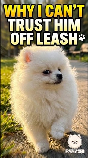 Why I Can’t Trust My Dog Off Leash 😂 | EP.12 #puppy #pets #pomeranian #dog