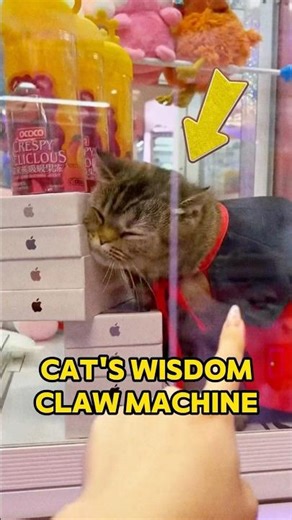Watch How This Cat Outsmarts the Claw Machine