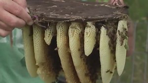 It’s bee season in Austin, so here's what you need to know