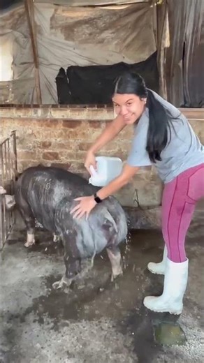 Caring for Pigs in Farm Life 🌿 #pigfarm #farmlife #livetockcare