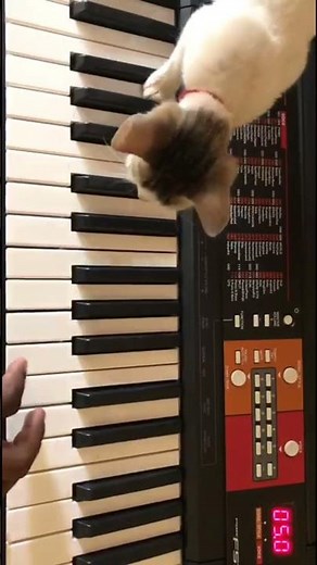 Cat Plays Keyboard | Thee Thalapathy