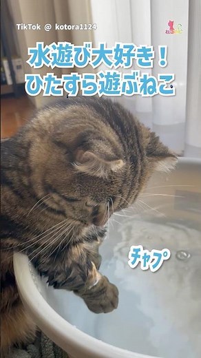 水遊び大好き！ひたすら遊ぶねこ