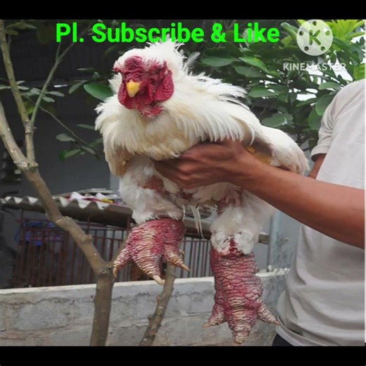 दुनियाँ का सबसे महंगा मुर्गा कौन सा होता है? #ytshorts #yt #facts #chicken #murga #india