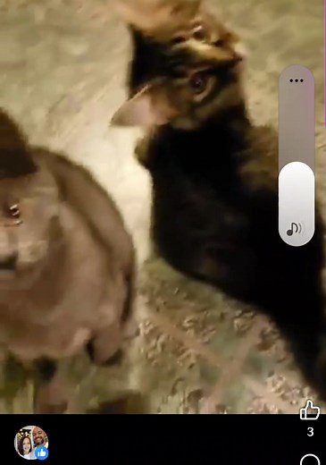 7yrs ago. We miss Calico so much I really hope she is happy where she is ❤️❤️ | Samantha Lynn