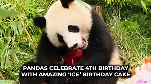 23 reactions · 4 comments | Is this the best birthday cake ever for a panda? | Remix News & Views | Facebook
