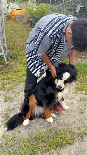 里親でバーニーズが増えました512日目『ひさしぶり』#shorts #保護犬 #犬