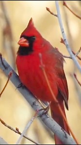 The red Cardinal singing #reels #bird #sounds #nature #singing | Okicau