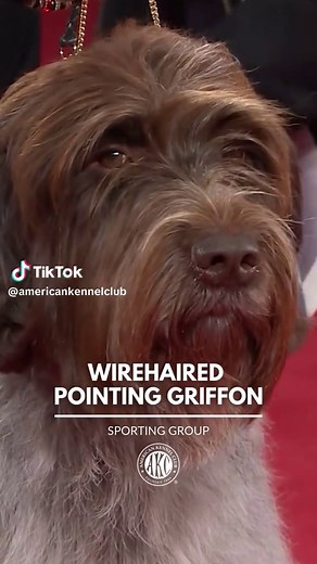 Understanding the Wirehaired Pointing Griffon