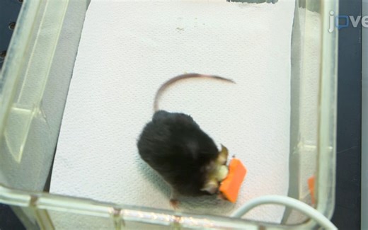 Whole-Brain 3D Activation and Functional Connectivity Mapping in Mice