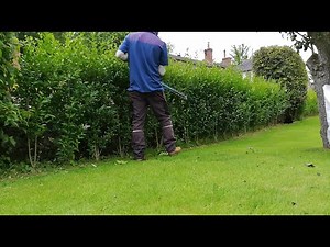 Trimming a Small Privet Hedge | Light Pruning on a Newly Planted Hedge