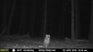 11K views · 186 reactions | Awesome video of a Great Horned Owl walking and spreading its wings Why is it walking like that...is it trying to intimidate something? | Wildlife of Wilmington, MA | Facebook