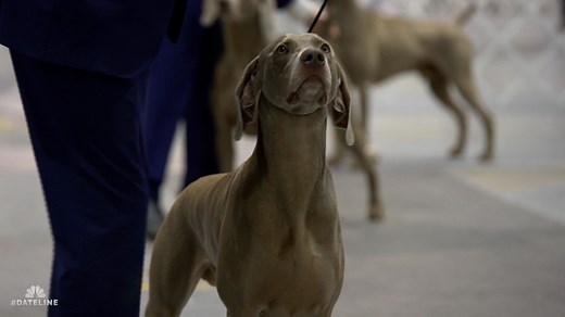 Paw & Order: For the love of dogs