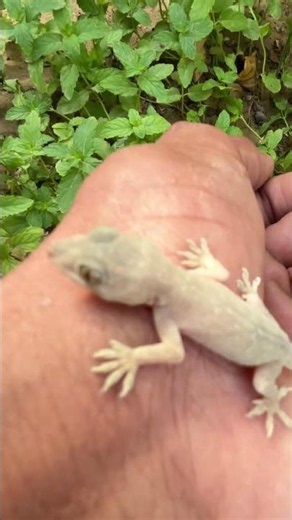 हाथ पर आया नन्हा सा छिपकली का बच्चा! 🦎 | Cute Tiny Gecko Up Close #Gecko #Lizard #छिपकली