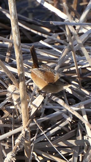 Marsh Wren calls and emerges for a moment from brown vegetation