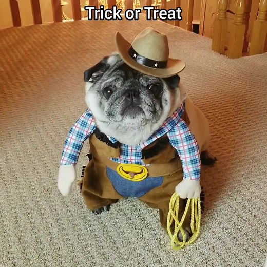 trick or treat🤠🍬 #throwback #cowboy #pug #tiktokhalloween