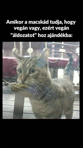 Vicces Cicás Állat Mémek - Poénos Videók Magyarul